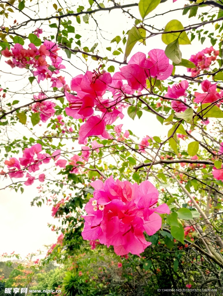 葉子花