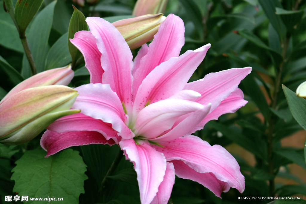 百合 花