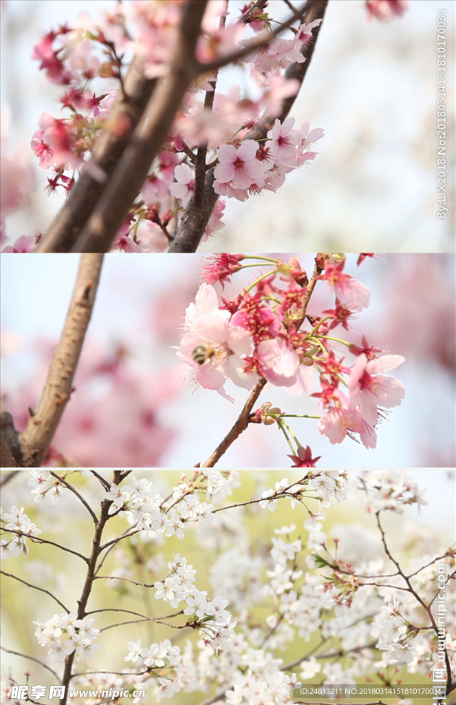 春天美丽樱花实拍视频