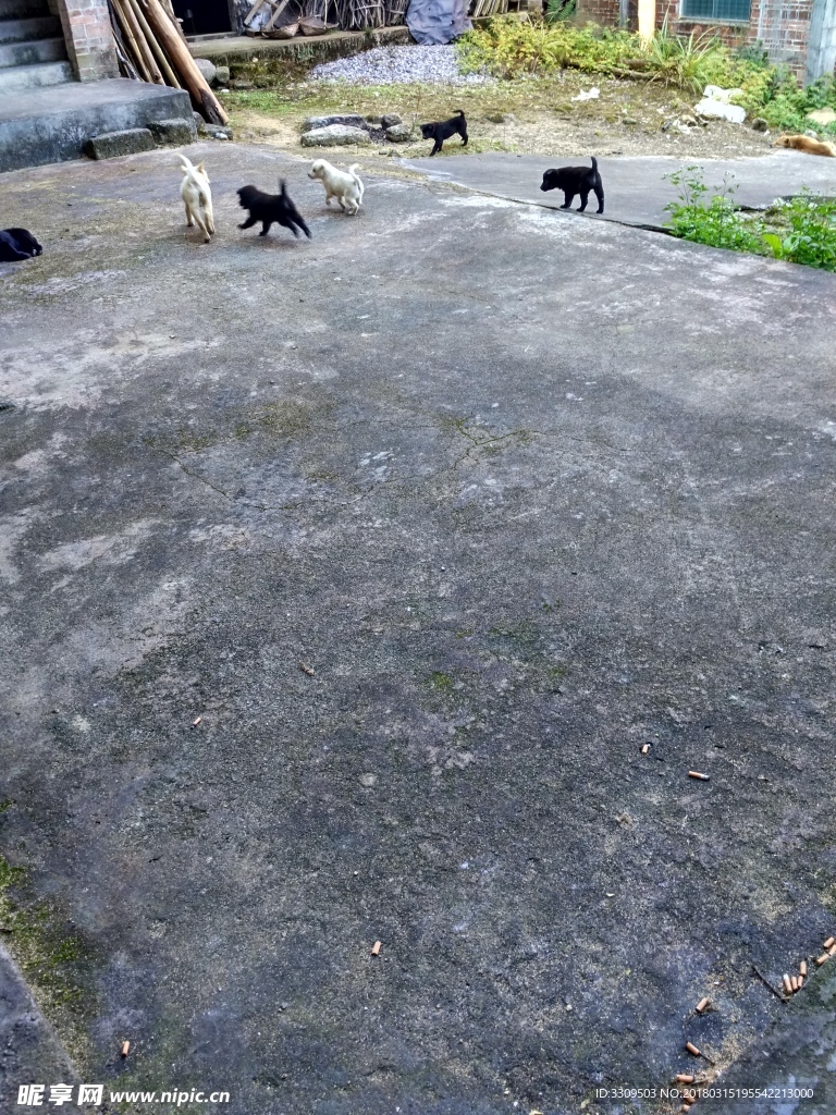 動物  小狗 狗 寵物 狗狗