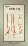 脊柱解剖图