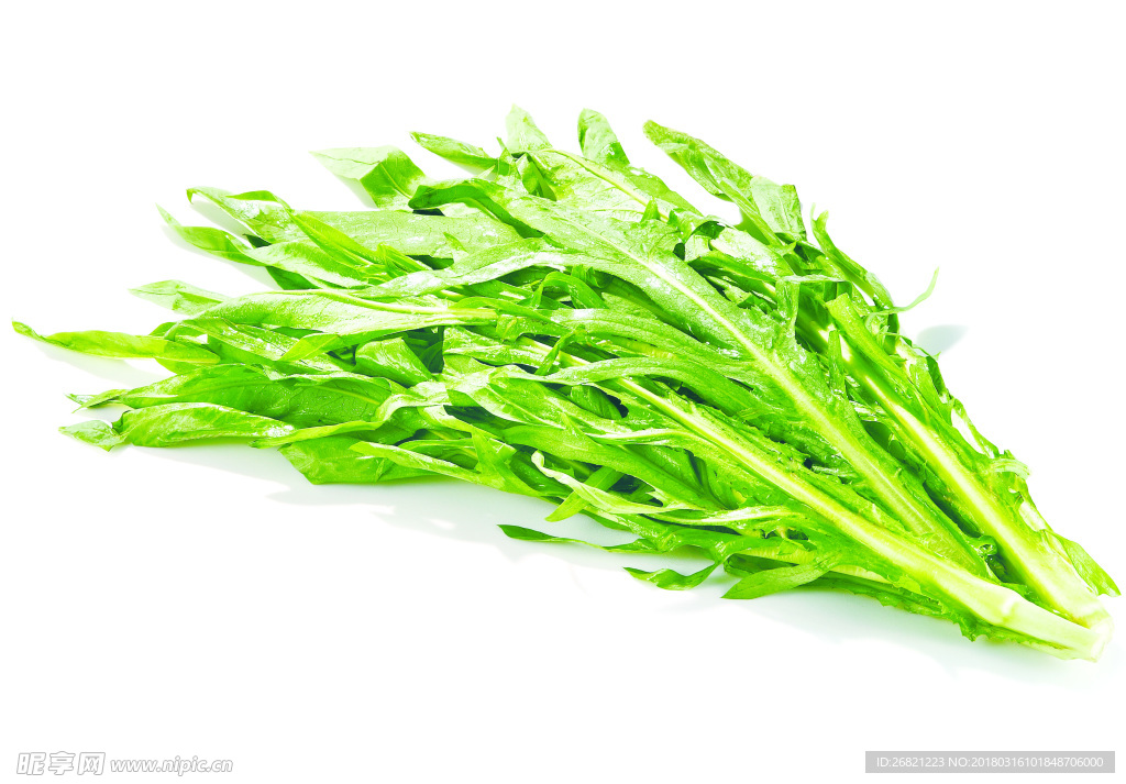 苦麥菜