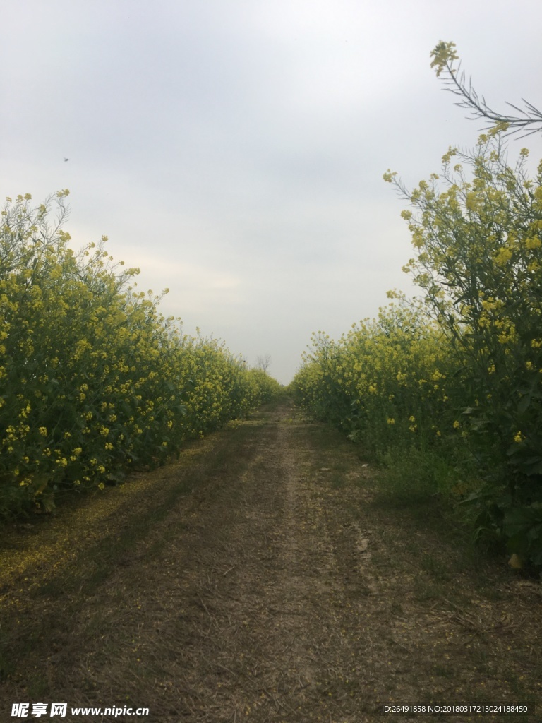 油菜花