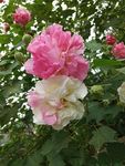 芙蓉花