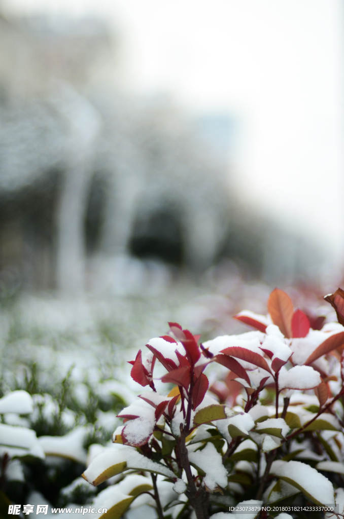白雪下的樹木
