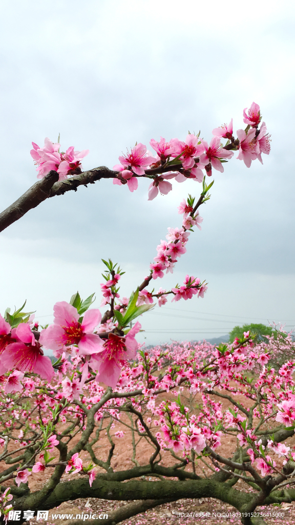 桃花 故里