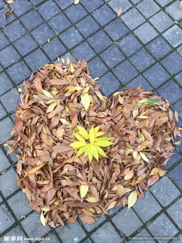 葉心