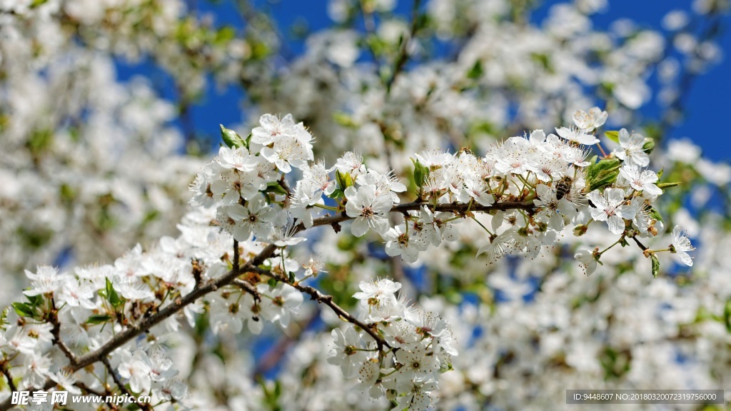 春天白樱桃开花图片