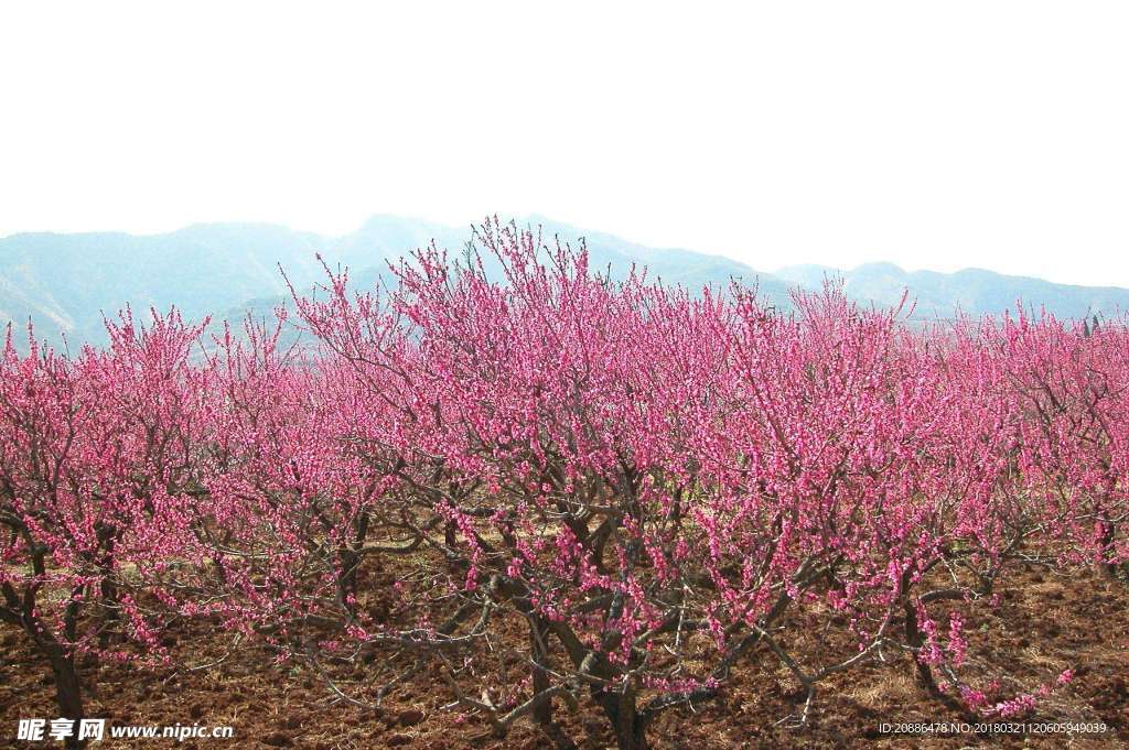 桃花