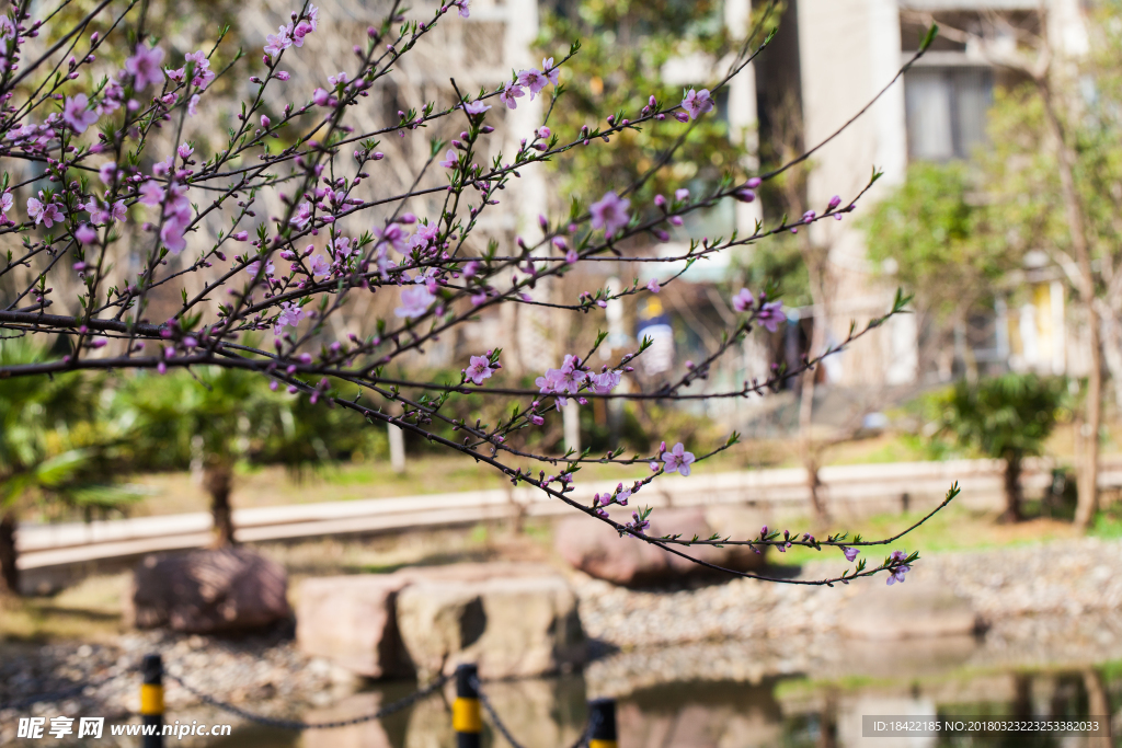 花卉桃花