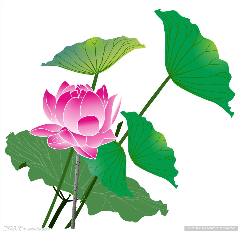 荷花