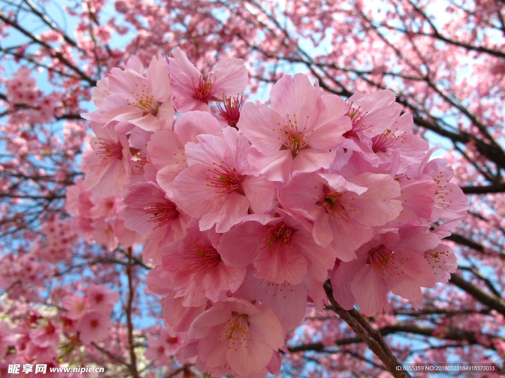 粉色櫻花