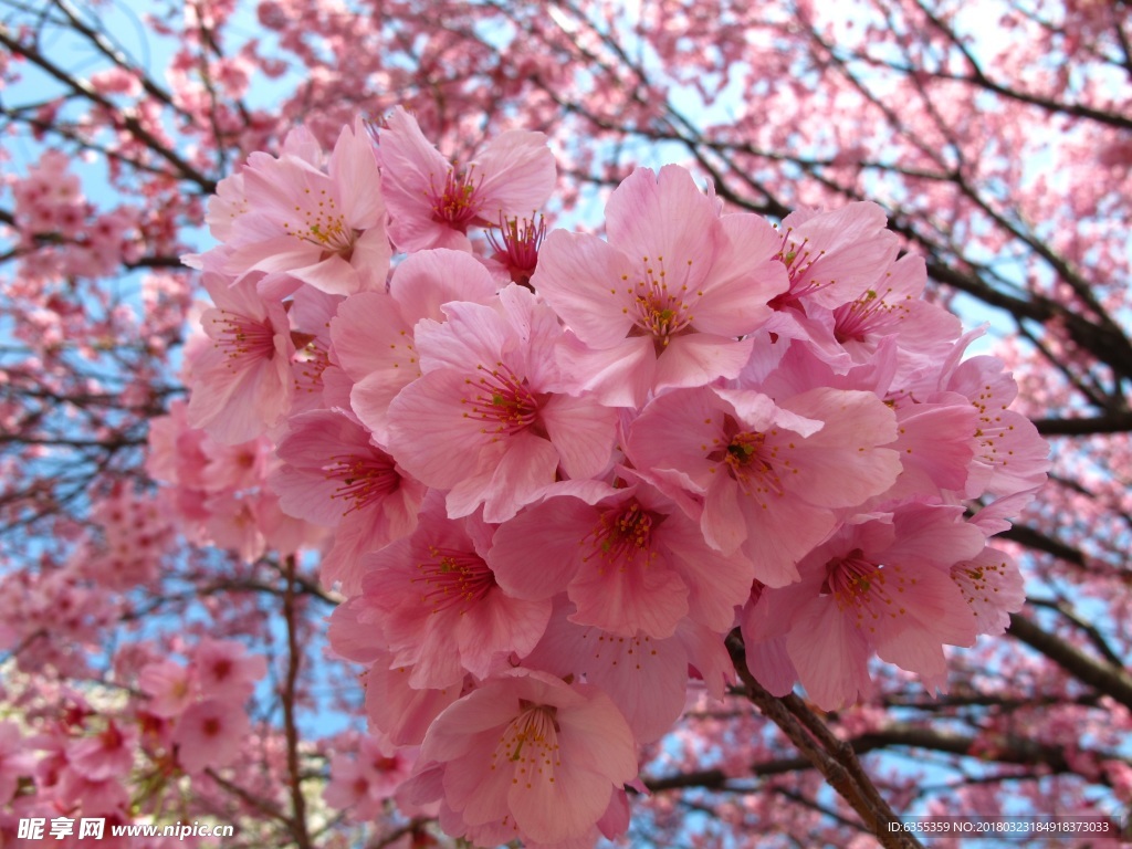 粉色樱花