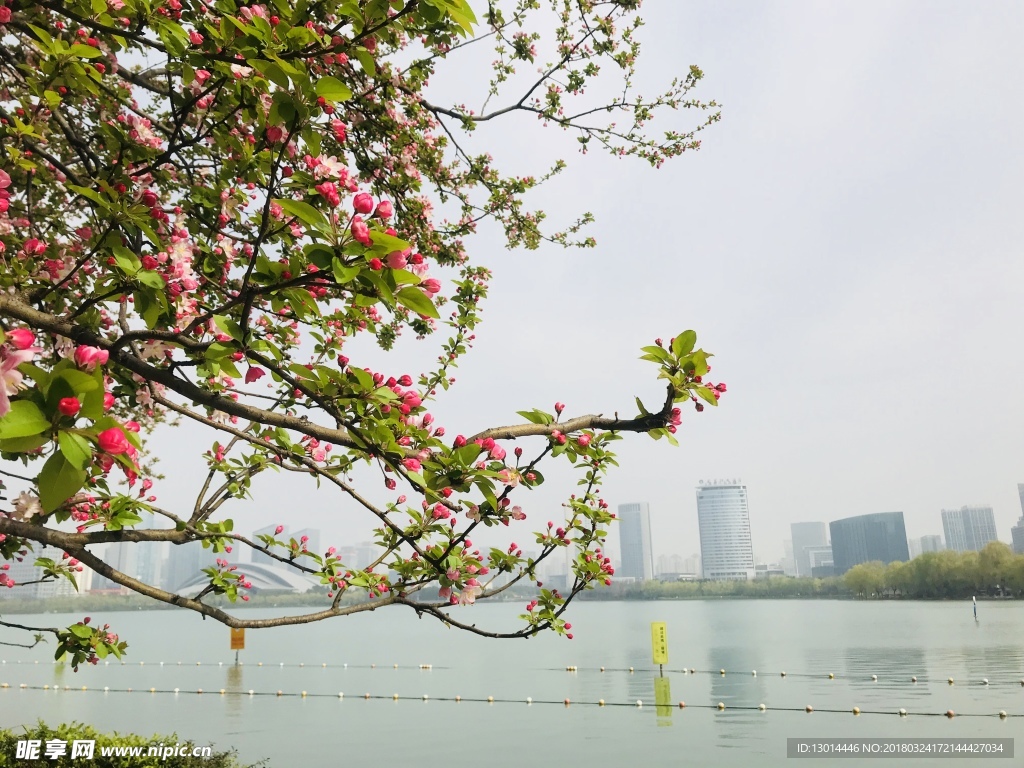 海棠