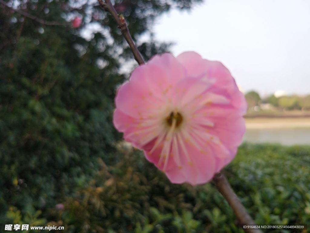花 櫻花