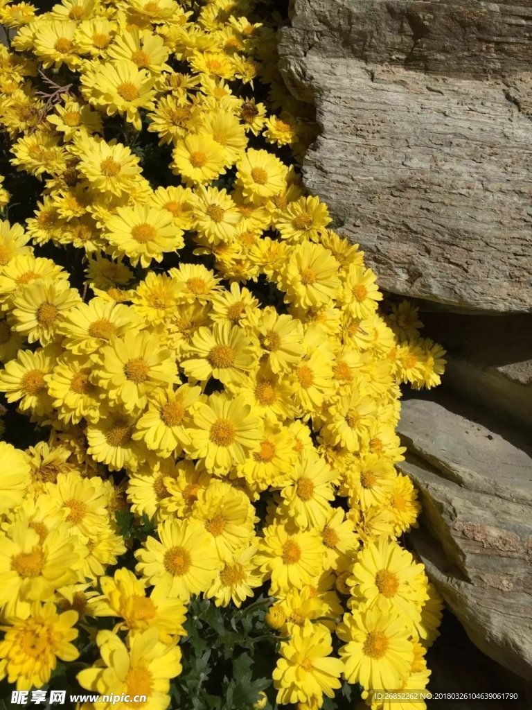 雛菊