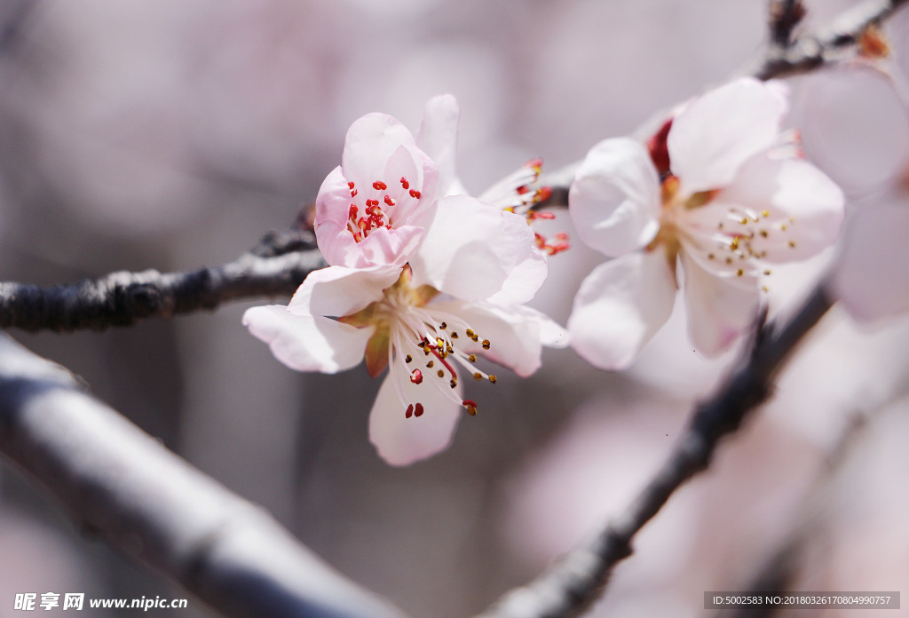 桃花