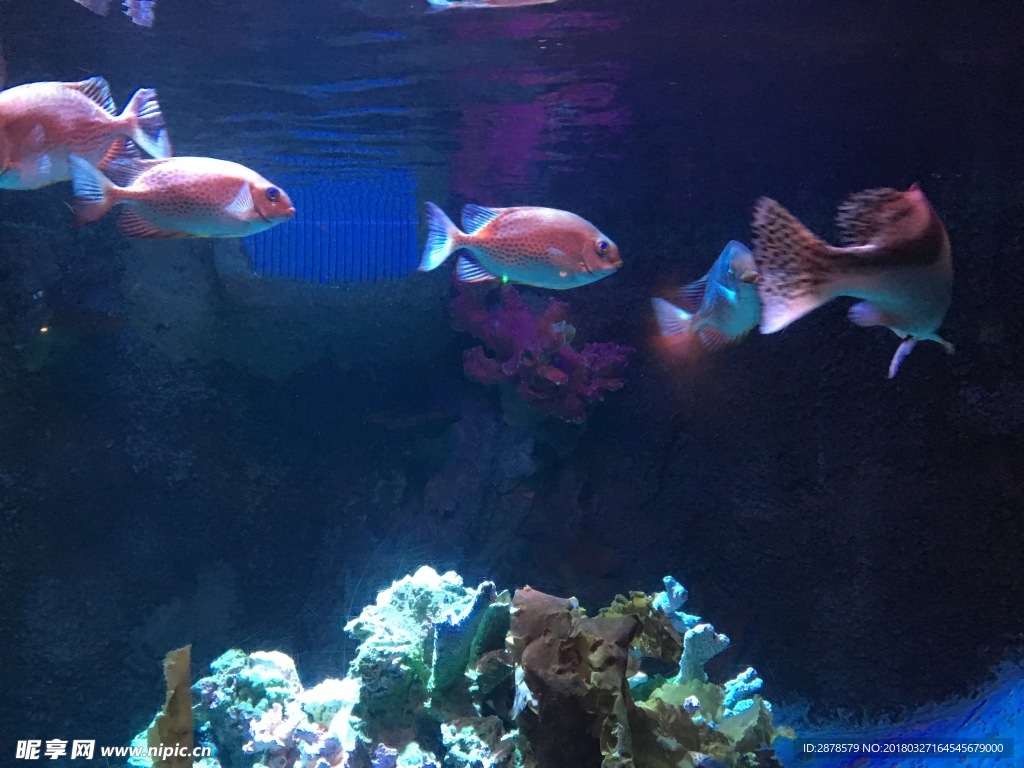 海底世界   海洋  海洋生物