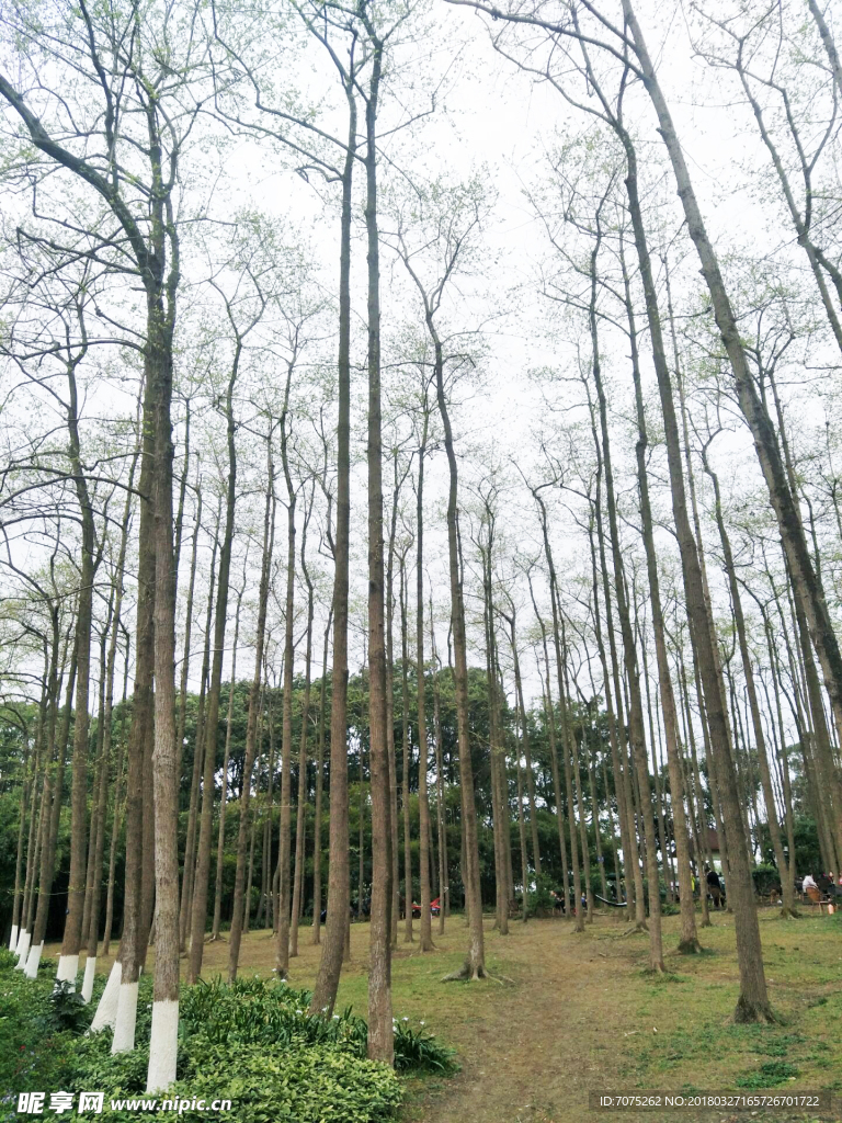 樹林