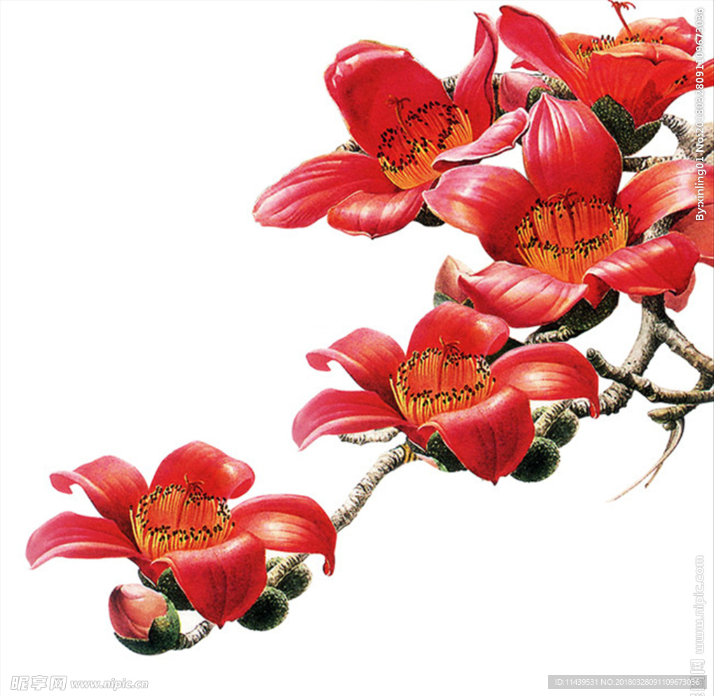 木棉花