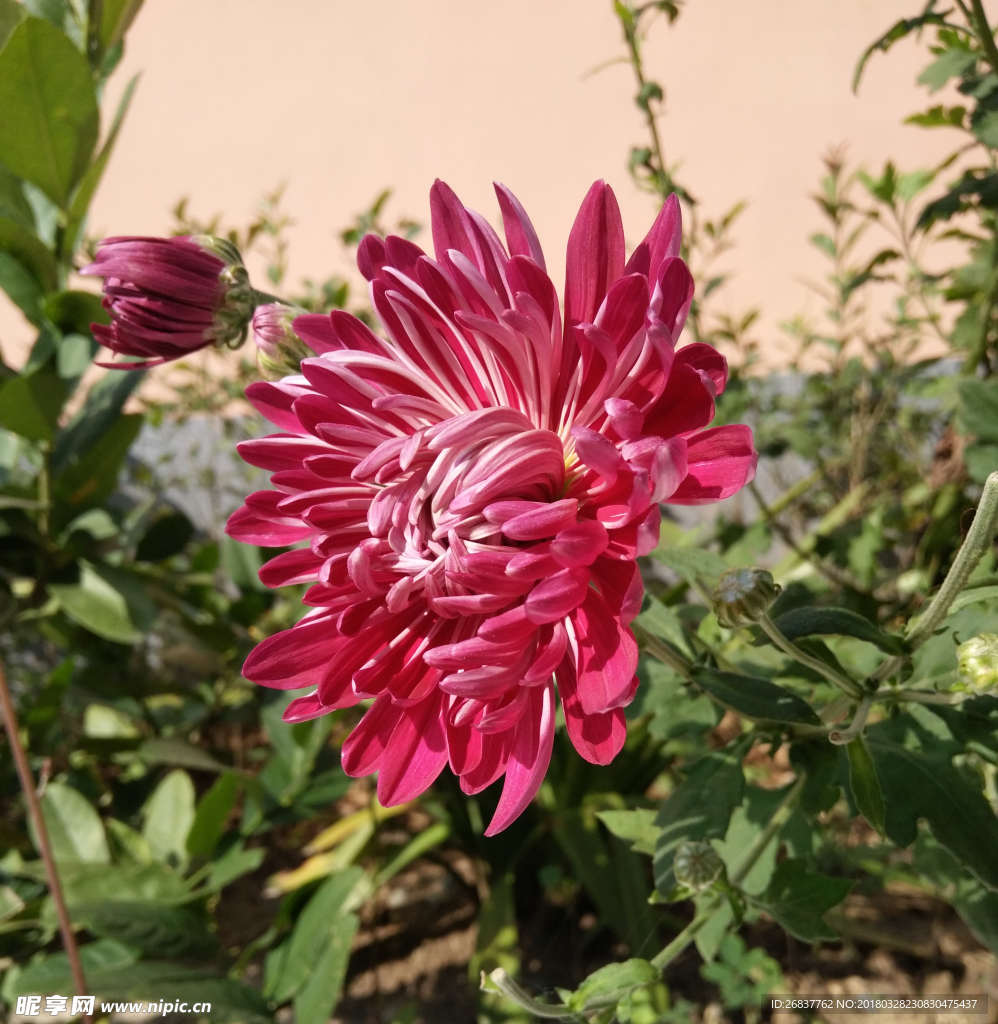紫菊