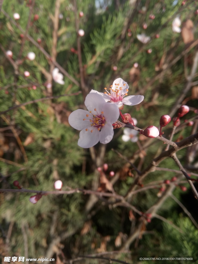 桃花