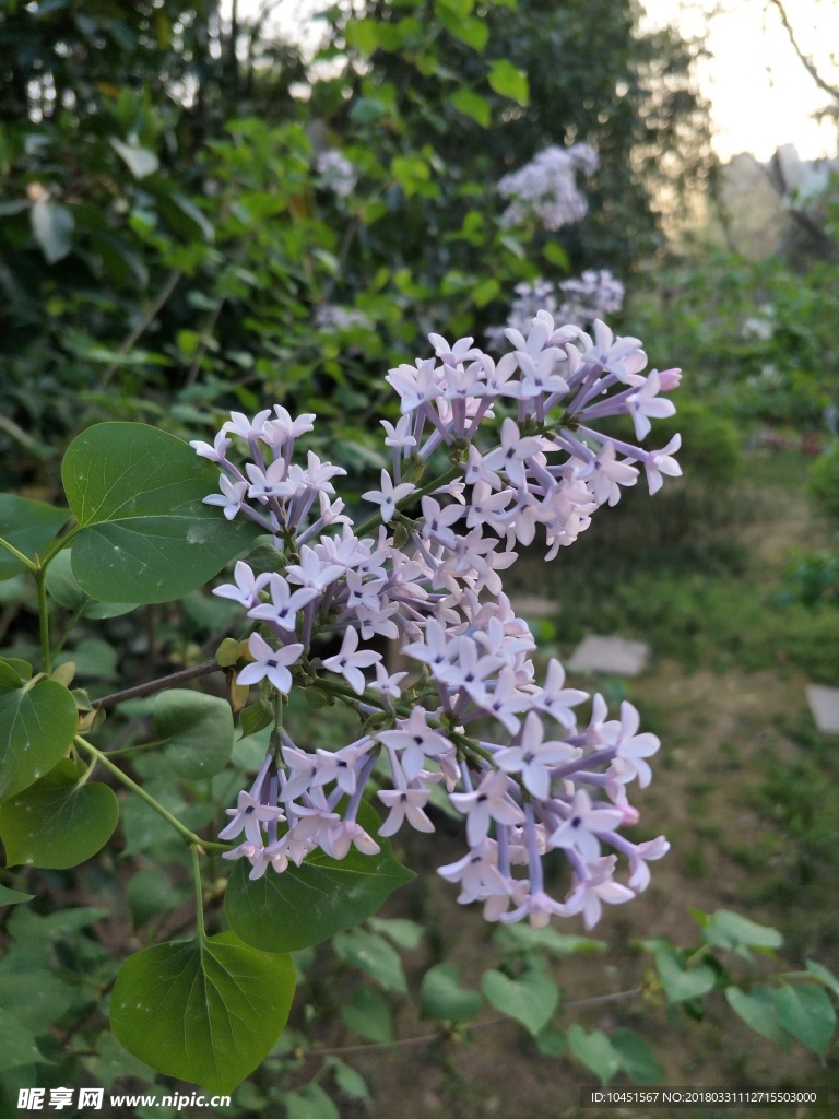 紫丁香花
