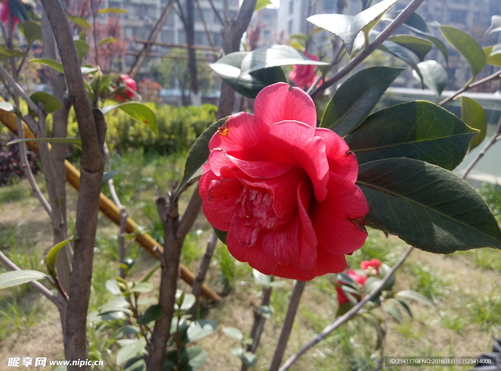 茶花 花 花朵 花卉 植物