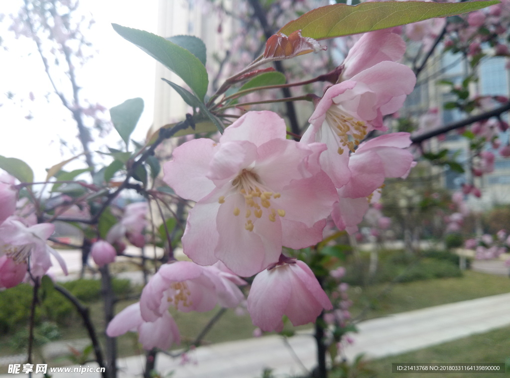 杏花 花 花朵 花卉 植物