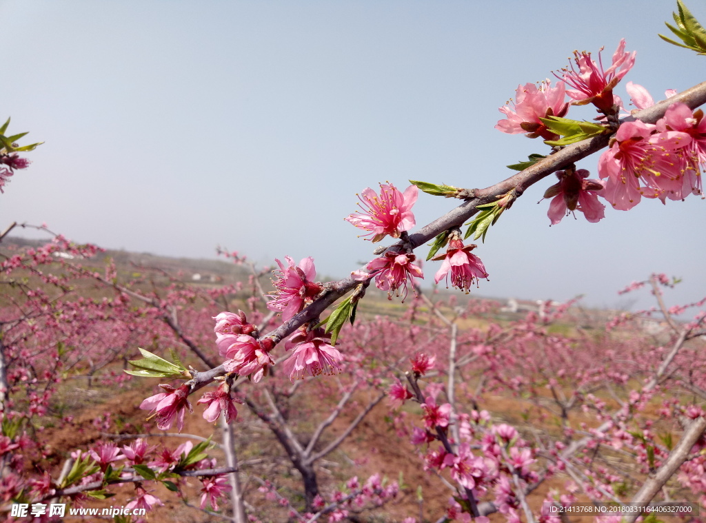 桃花 花 花朵 花卉 桃花林