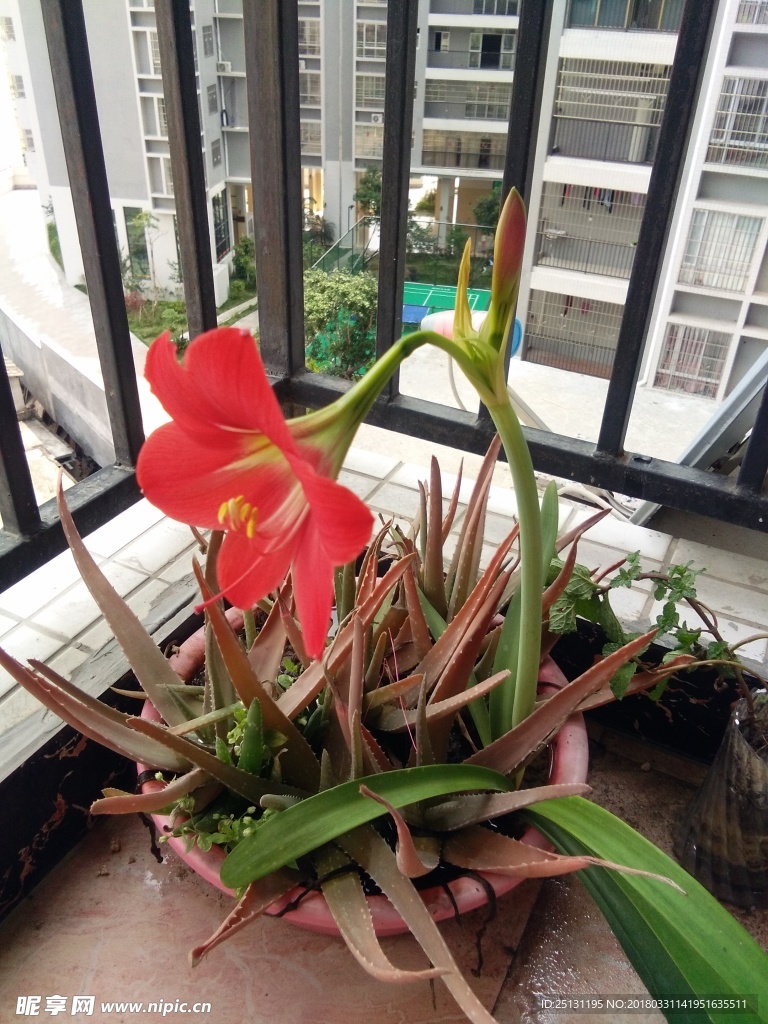 紅百合