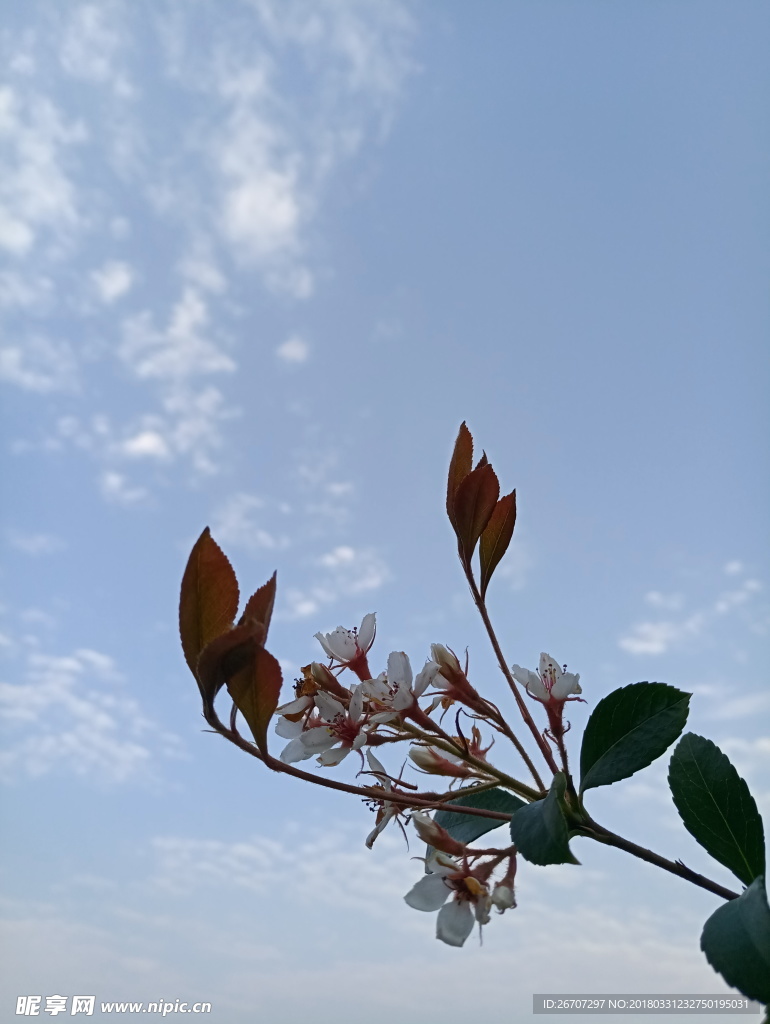 一枝獨(dú)秀