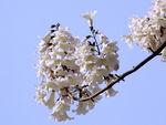 白色梧桐花