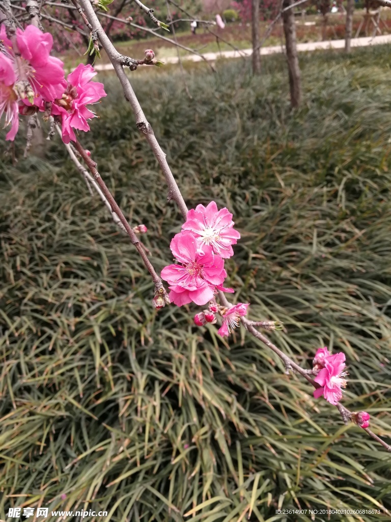 桃花