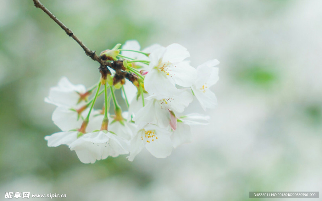 櫻花