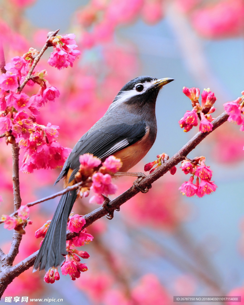 花鳥