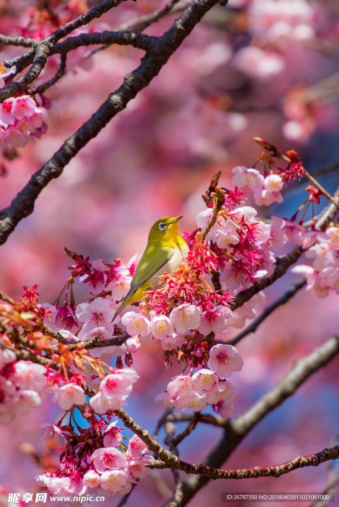 花鳥