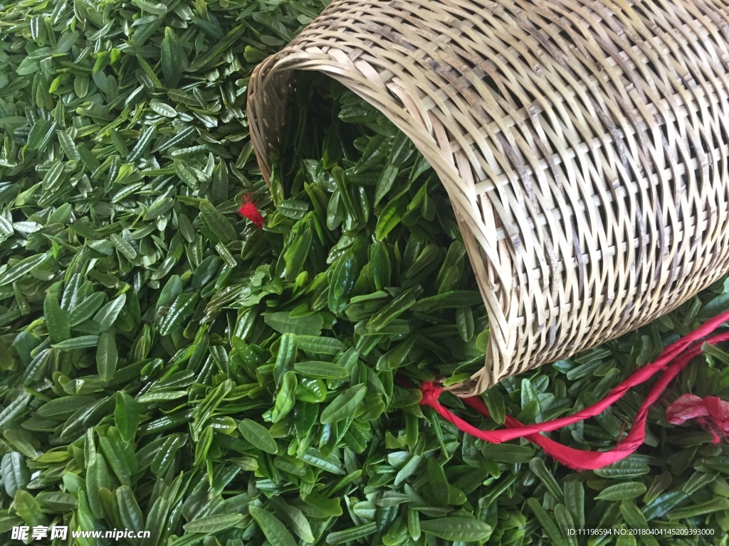 六安瓜片 徽六 茶 新茶 春茶