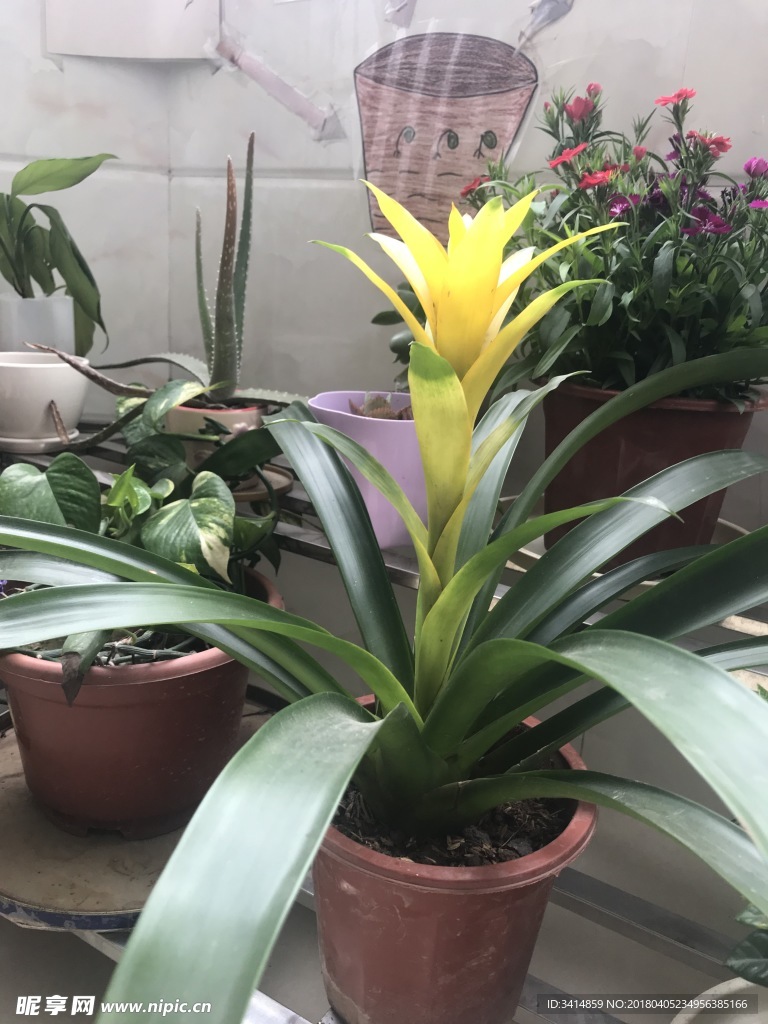 花卉
