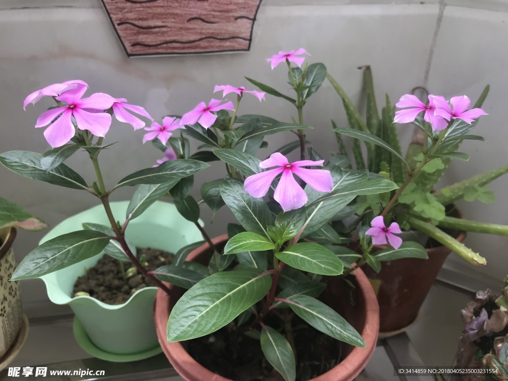 花卉