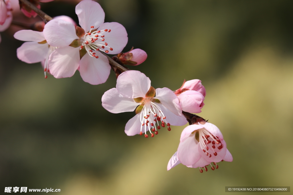 山桃花