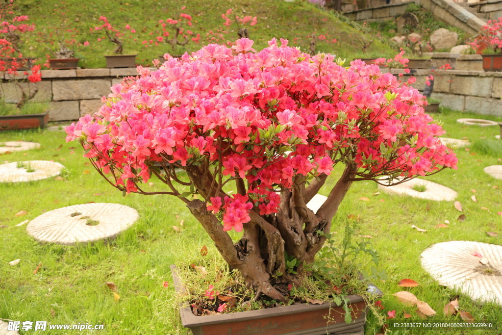 杜鵑花