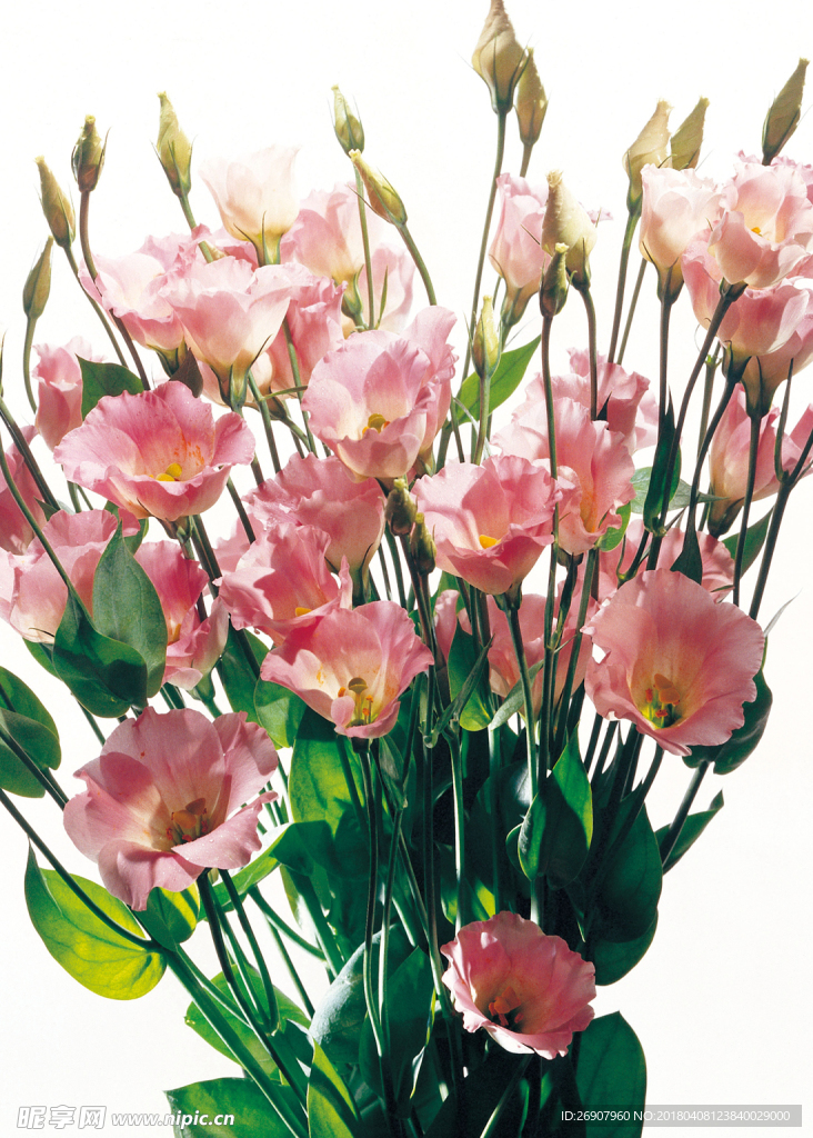 花 花瓣 粉色花 一束花