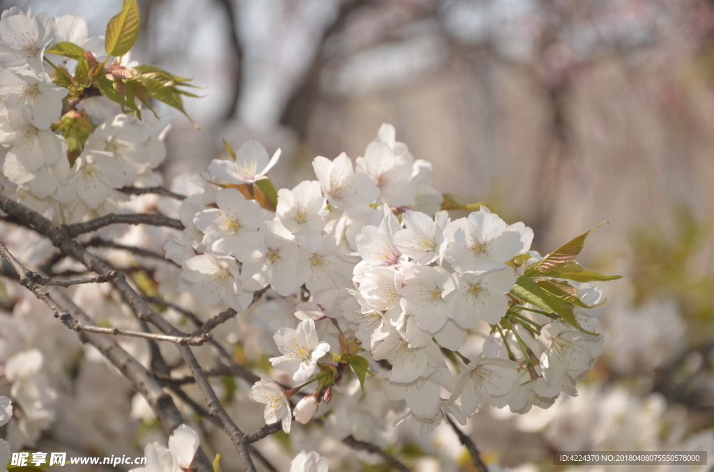 东京樱花