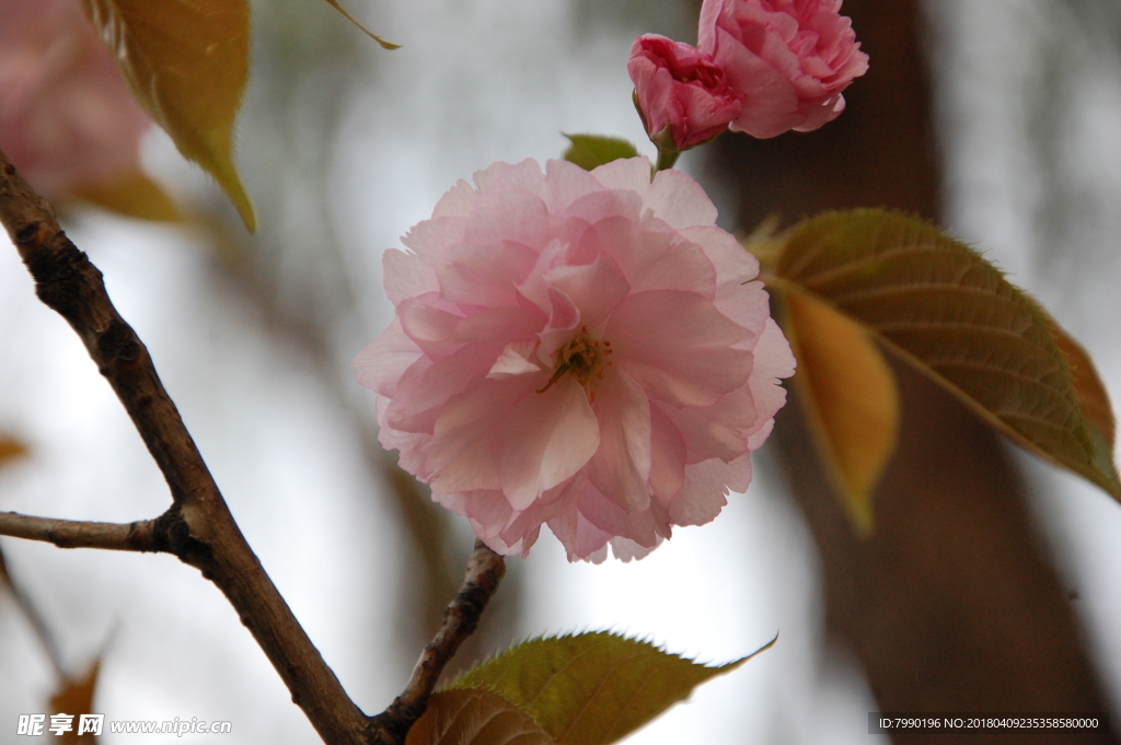 櫻花