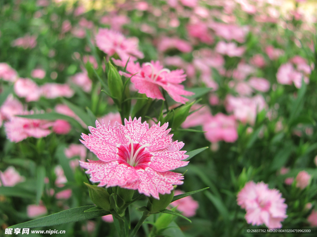 石竹花