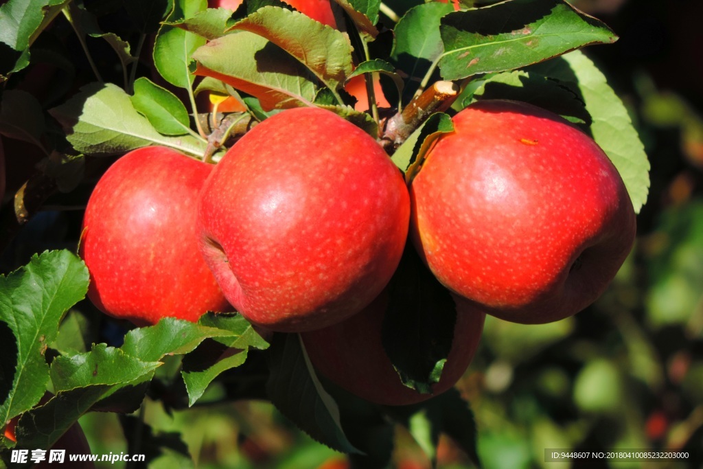 新鲜红苹果摄影图片