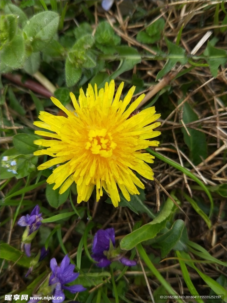 蒲公英的花