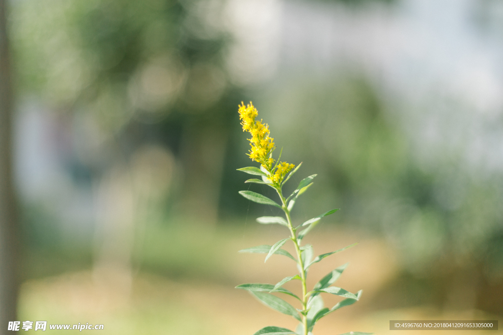 油菜花