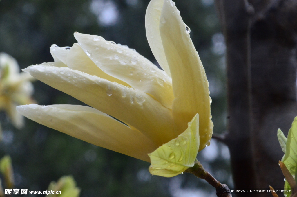 雨露玉蘭花兒